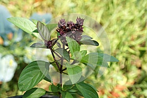 Sweet basil or Thai basil Ocimum basilicum Linn on nature background.