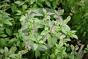 Sweet, Basil Thai Basil Ocimum basilicum flowers blooming on the trees in the garden.