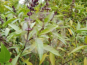 Sweet Basil, Thai Basil, Ocimum basilicum Linn