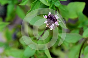 Sweet Basil, Thai Basil, Ocimum basilicum Linn flower