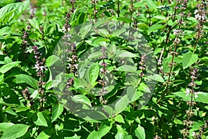 Sweet Basil, Thai Basil, Ocimum basilicum Linn