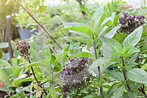 Sweet Basil or Thyme and flower is a Thailand vegetable and herb in the garden.