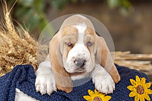 Sweet Basset hound puppy with sad eyes sitting in a basket on th