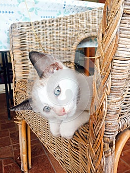 Sweet and beautiful white Kitten