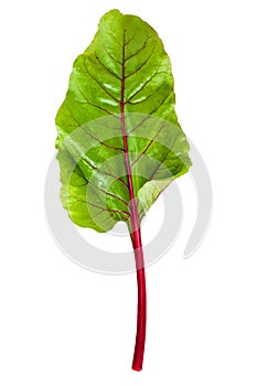 Sweet beet leafs(mangold) on white