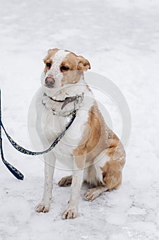 sweet beige dog sitting in snowy cold winter park. adoption concept. save animals. space for text. sweet moment. doggy with leash