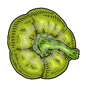 Sweet bell green pepper. Top view. Vintage hatching vector black illustration.