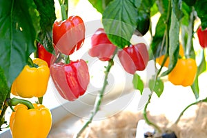 Sweet bell pepper paprika plant growing in farm. vegatable plantation  in garden