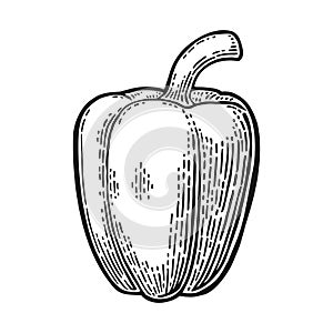 Sweet bell pepper. Vector vintage engraved illustration