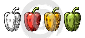 Sweet bell pepper. Vector vintage engraved illustration