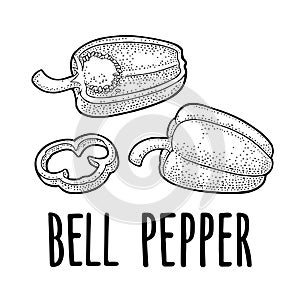 Sweet bell pepper. Vector vintage engraved illustration