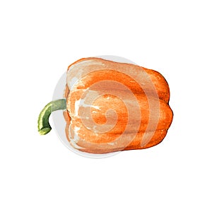 sweet bell pepper watercolor illustration on white back