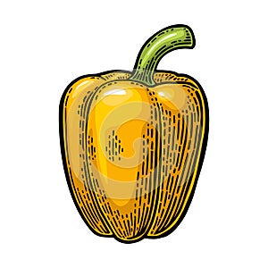 Sweet bell yellow pepper. Vector vintage engraved illustration