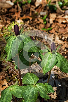 Sweet Betsy, Purple Toadshade - Trillium cuneatum photo