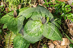 Sweet Betsy, Purple Toadshade - Trillium cuneatum photo