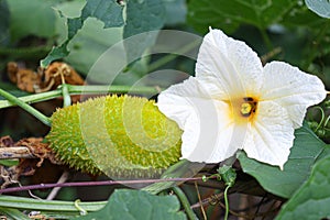 sweet bitter gourd with flower