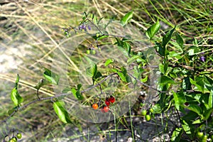 Sweet-bitter patty Solanum dulcamara L.. Branch with flowers and fruits