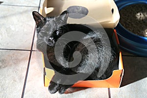 Sweet Black Cat Sleeping in Tiny Shoe Box