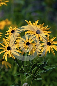 Sweet Black-eyed Susan  602061