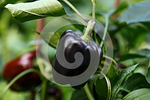 Sweet black Pepper Andromeda fruit ripening in summer kitchen garden