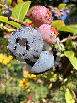 Blueberry in forest