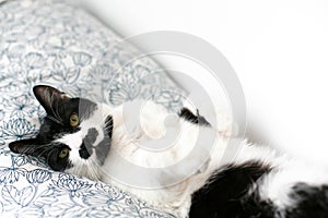 Sweet black and white cat with moustache resting on bed in morning. Comfortable and cozy moment. Funny Sleepy cat. Cute kitty