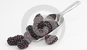 Sweet blackberries on shovel