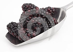 Sweet blackberries on shovel