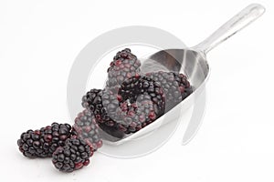 Sweet blackberries on shovel