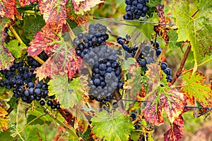 Sweet blue grapes on a vine among autumn leaves