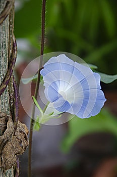 Sweet blue morning glory flower in garden