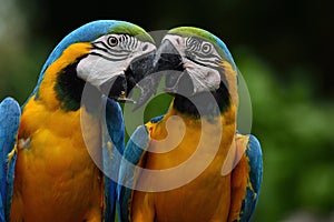 Sweet of Blue-and-yellow macaw parrot birds (Ara ararauna) known