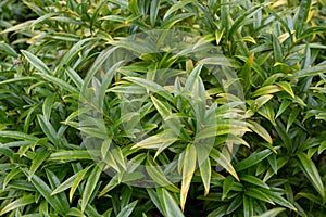 Sweet box or Sarcococca saligna plant in the family Buxaceae photo