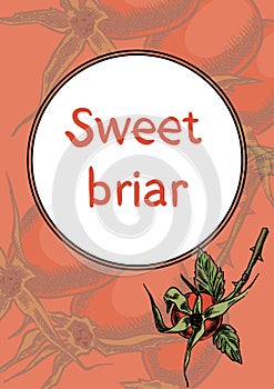 Sweet briar on the branches