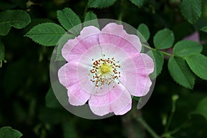 Sweet briar or Rosa rubiginosa wild rose flower photo