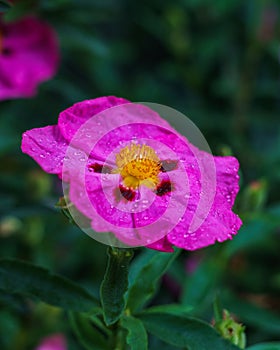 Sweet briar with water drops on green background Rosa canina flower