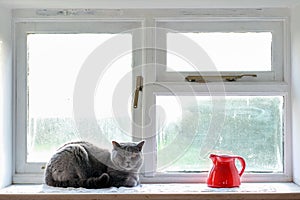 Sweet british blue cat at home