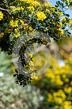 Sweet broom genista stenopetala flowers