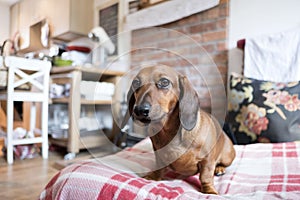 Sweet brown dachshund at home