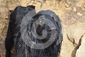 Sweet Brown Eyes on a Flat-Coated Retriever Dog