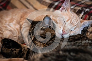 Sweet brown and red tabby cats sleeping and hugging