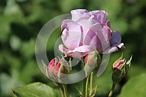 Sweet. Buds And Blooming Pink Rose