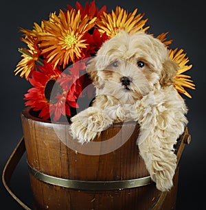 Sweet Buff Puppy With Fall Flowers photo