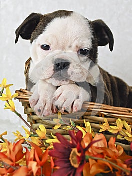 Sweet Bulldog Puppy