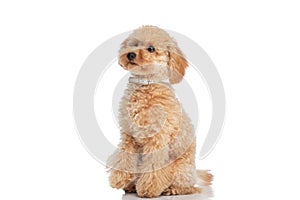 Sweet caniche dog sitting against white background photo