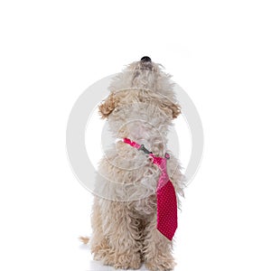 Sweet caniche dog wearing a pink tie