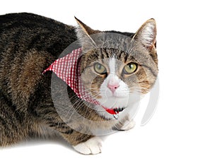 Sweet cat with bandana