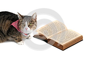 Sweet cat with bandana reading a book