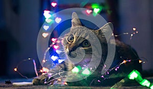 A sweet cat with a Christmas garland. Christmas. New Year