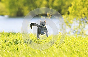 Sweet cat fun running on green meadow in Sunny summer day